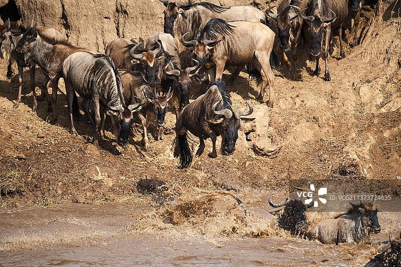 非洲肯尼亚马赛马拉国家保护区马拉河中迁徙的蓝色角马图片素材