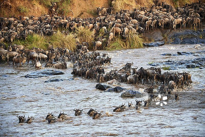 非洲肯尼亚马赛马拉国家保护区横渡马拉河的蓝角马群图片素材