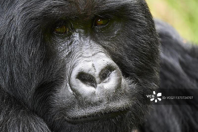山地大猩猩(Gorilla beringei beringei)银背,雄性,肖像,是乌干达姆加辛加国家公园Nyakagezi族的成员图片素材