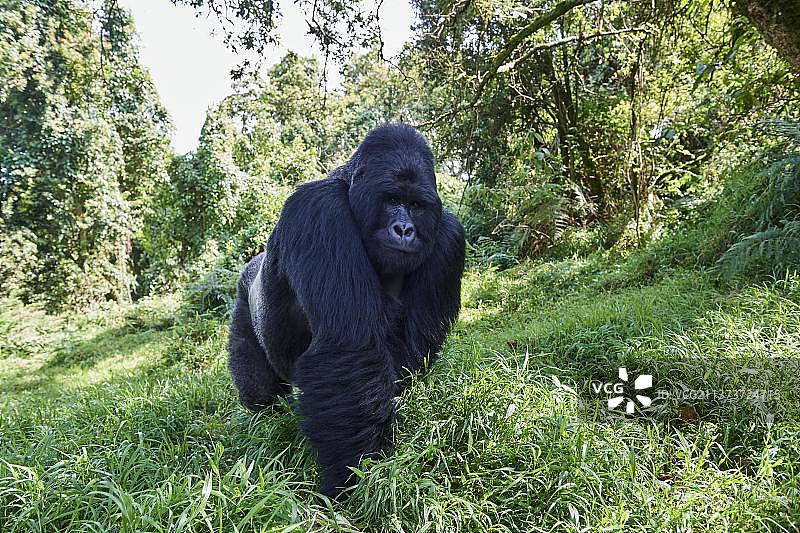 山地大猩猩，非洲乌干达姆加辛加国家公园图片素材