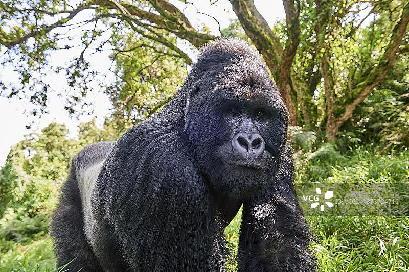 山地大猩猩（Gorilla beringei beringei），银背，雄性，是乌干达姆加辛加国家公园Nyakagezi群体的成员图片素材