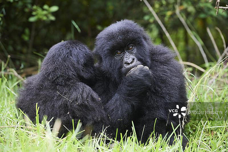 山地大猩猩：乌干达姆加辛加国家公园尼亚卡格兹群体的两只3岁幼崽在玩耍图片素材
