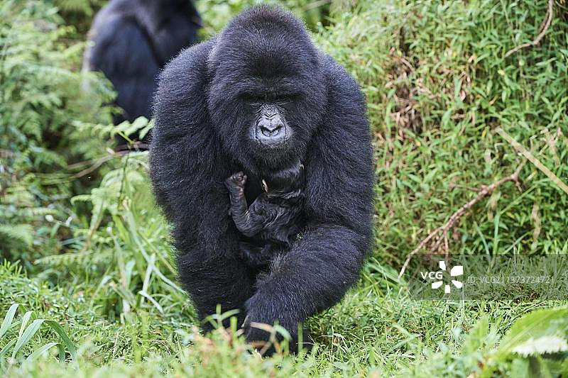 山地大猩猩与新生幼崽，乌干达姆加inga国家公园图片素材