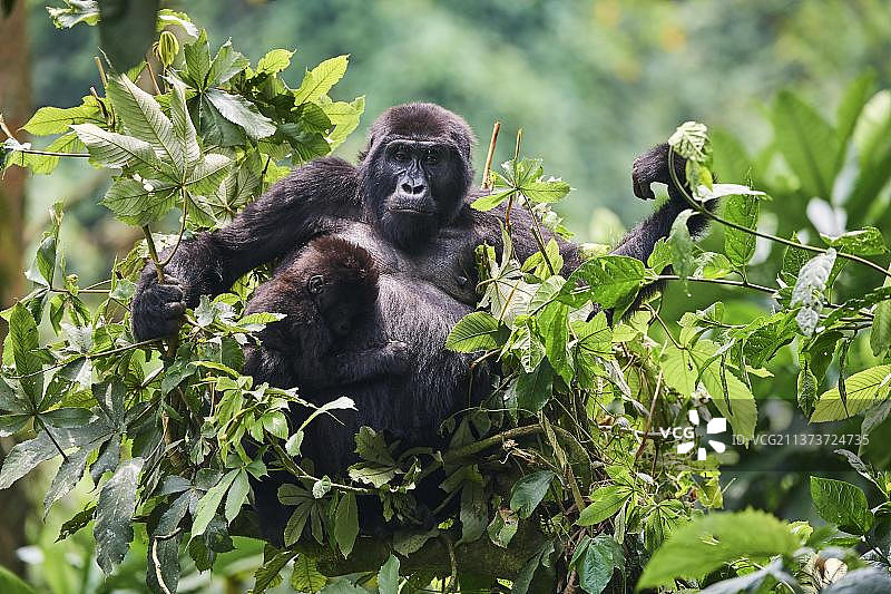 山地大猩猩母子，一个月大的幼崽在树上进食，隶属卡特维群体，位于乌干达布温迪国家公园图片素材