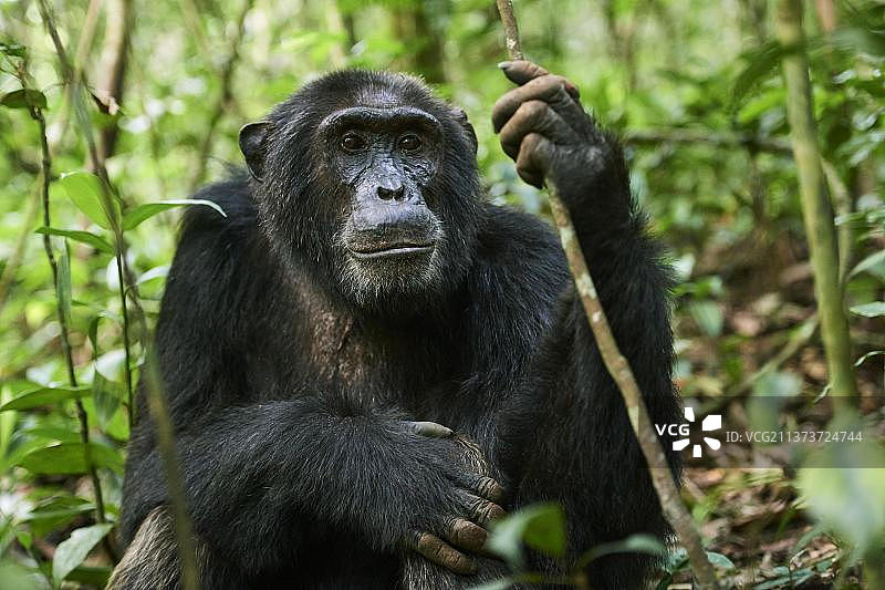黑猩猩肖像，乌干达基巴莱国家公园图片素材