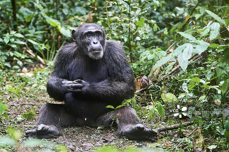 非洲乌干达基巴莱国家公园的雄性黑猩猩图片素材