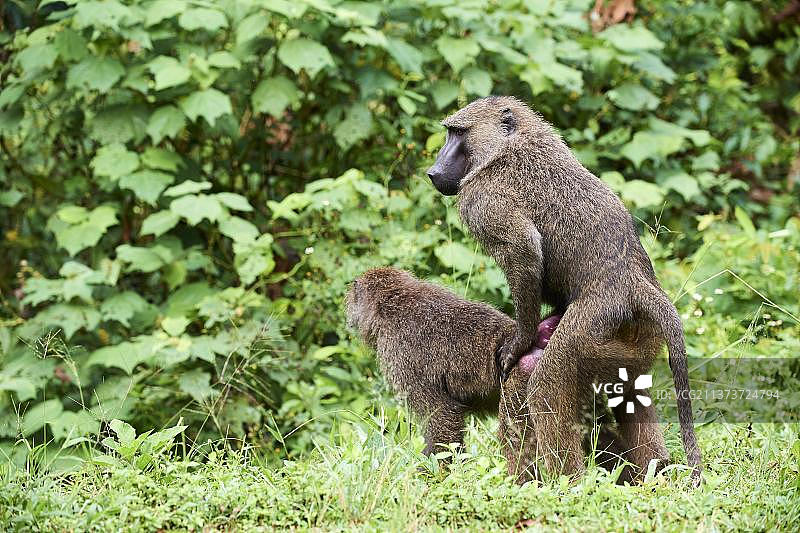 非洲乌干达基巴莱国家公园，阿拉伯狒狒交配图片素材
