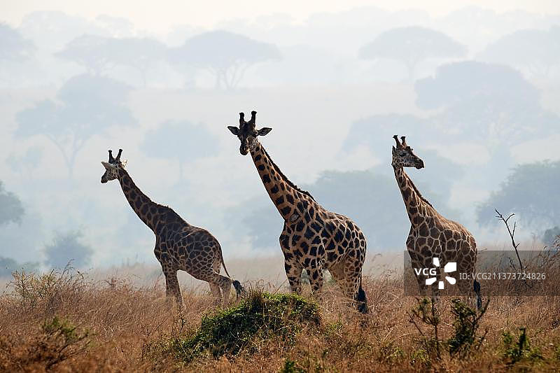 非洲乌干达默奇森瀑布国家公园内的罗斯柴尔德长颈鹿图片素材