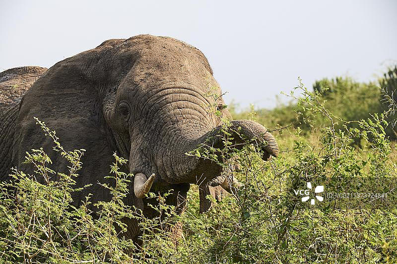 非洲象在乌干达伊丽莎白女王国家公园进食图片素材