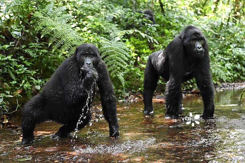 山地大猩猩在布温迪国家公园的山间溪流中饮水（乌干达，非洲）图片素材