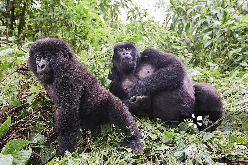 山地大猩猩（Gorilla beringei beringei），来自卡比里兹家族群的雌性和幼年动物，维龙加国家公园，北基伍省，刚果民主共和国图片素材