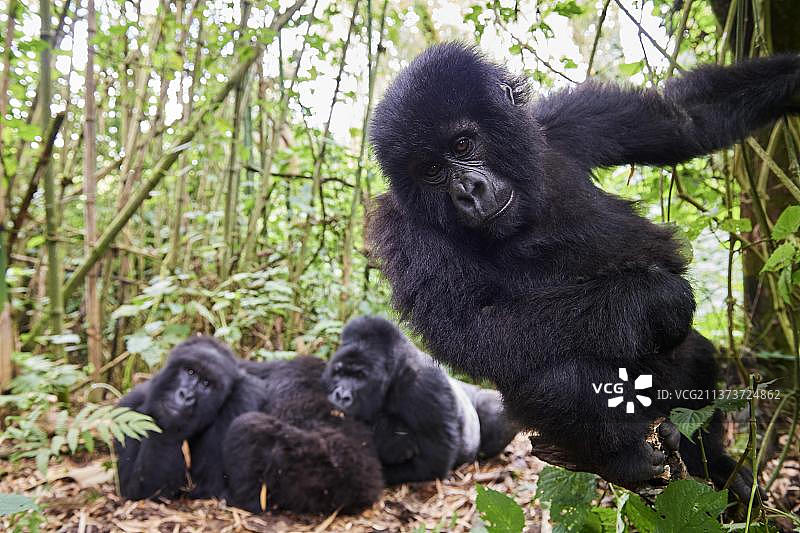 好奇的年轻山地大猩猩图片素材