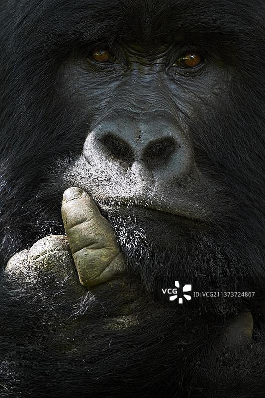 乌干达姆加欣加国家公园，银背山地大猩猩肖像图片素材