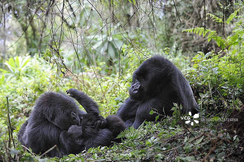 家庭与山地大猩猩，卢旺达火山国家公园图片素材
