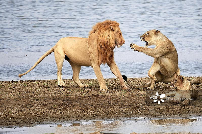 非洲狮交配行为：具有攻击性的母狮拒绝交配，赞比亚南卢安瓜国家公园卢安瓜河畔图片素材