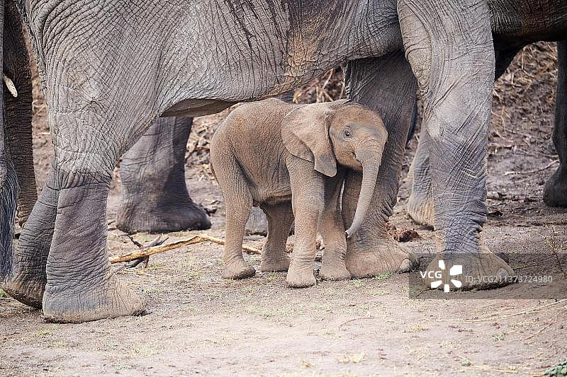 非洲象（非洲象），象群中的幼象，南卢安瓜国家公园，赞比亚，非洲图片素材