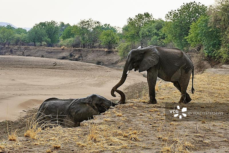 非洲象在赞比亚南卢安瓜国家公园的河床上图片素材
