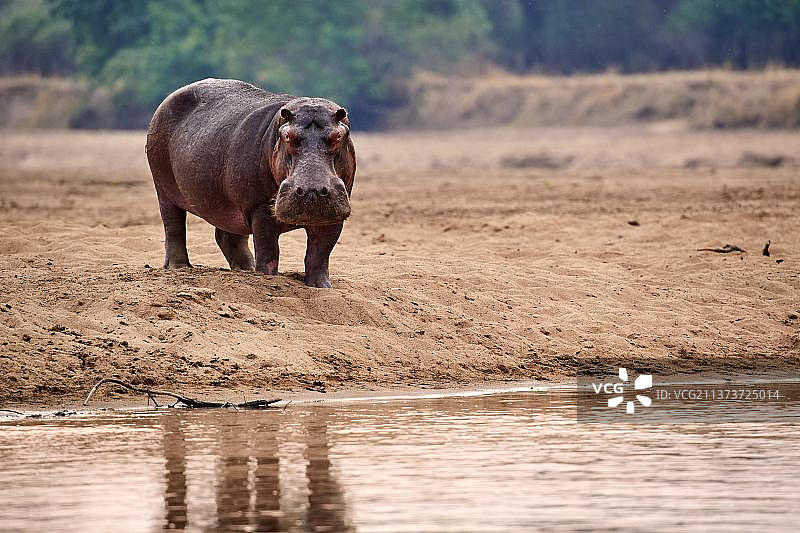 河马(Hippopotamus amphibius),沙岸上的公牛,赞比亚南卢安瓜国家公园卢安瓜河,非洲图片素材