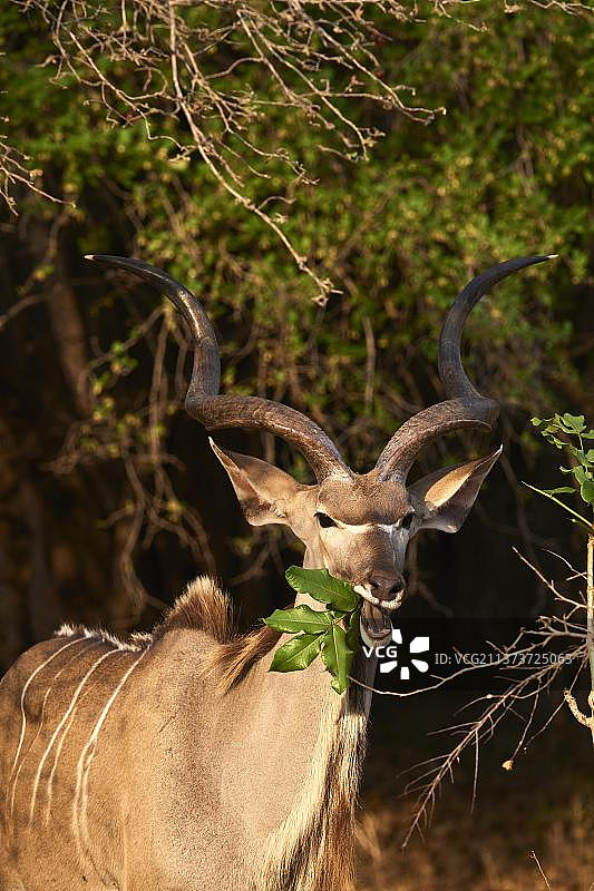 雄性大捻角羚在赞比亚南卢安瓜国家公园吃树叶图片素材