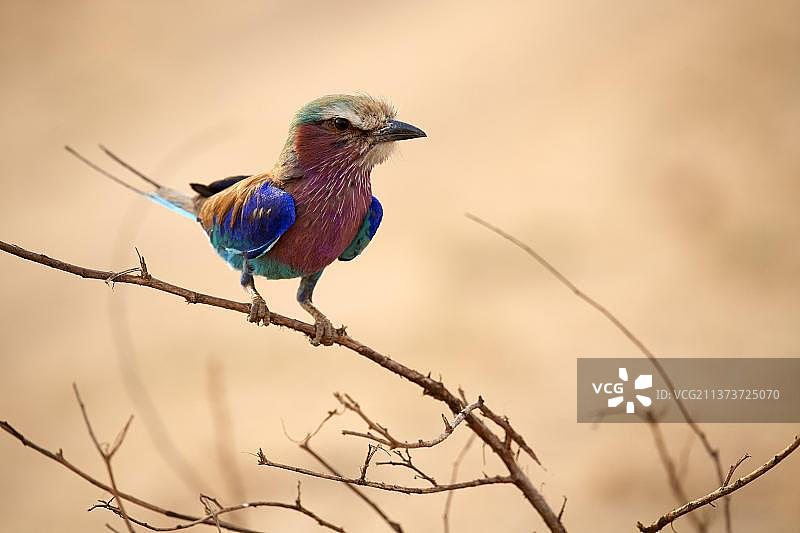 南卢安瓜国家公园的紫胸佛法僧图片素材