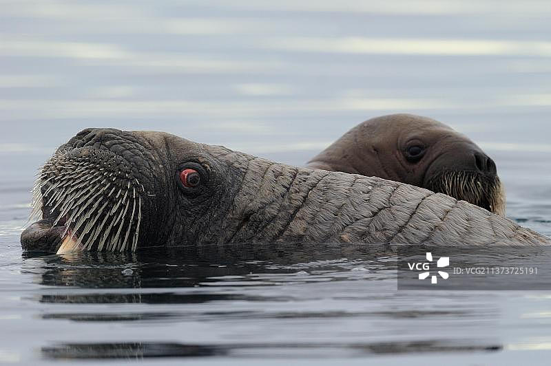 雌性海象与幼崽在加拿大福克斯湾水中游泳图片素材