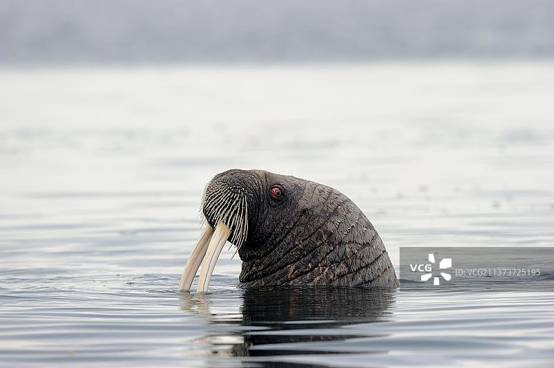 在水中游泳的雌性海象 (Odobenus rosmarus)，位于北美洲加拿大努纳武特福克斯湾图片素材