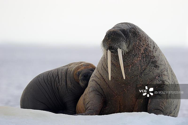 北美加拿大努纳武特福克斯湾冰上休息的雌性海象和幼崽图片素材