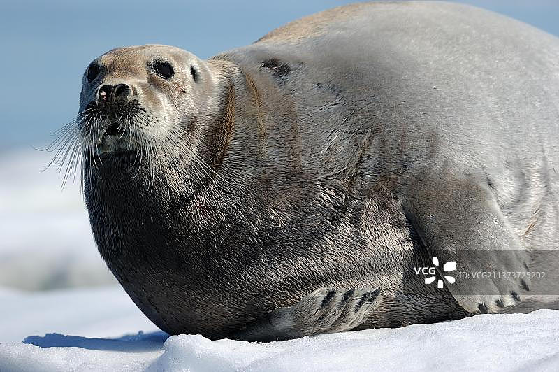 在加拿大努纳武特地区冰面上休息的髯海豹图片素材