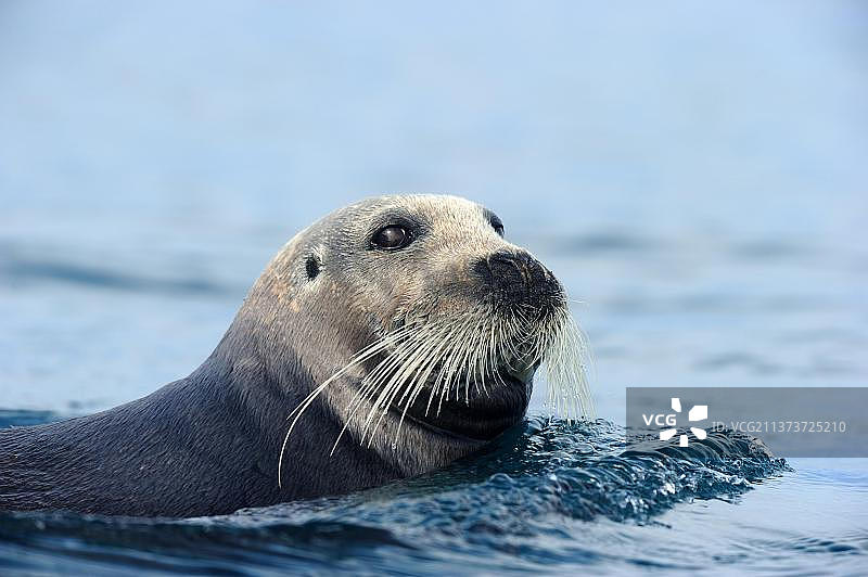 在水中游泳的髯海豹图片素材