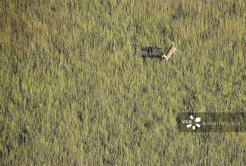非洲博茨瓦纳奥卡万戈三角洲，雷氏 অন্তর্ভুক্ত（Kobus leche）跳跃航拍图片素材