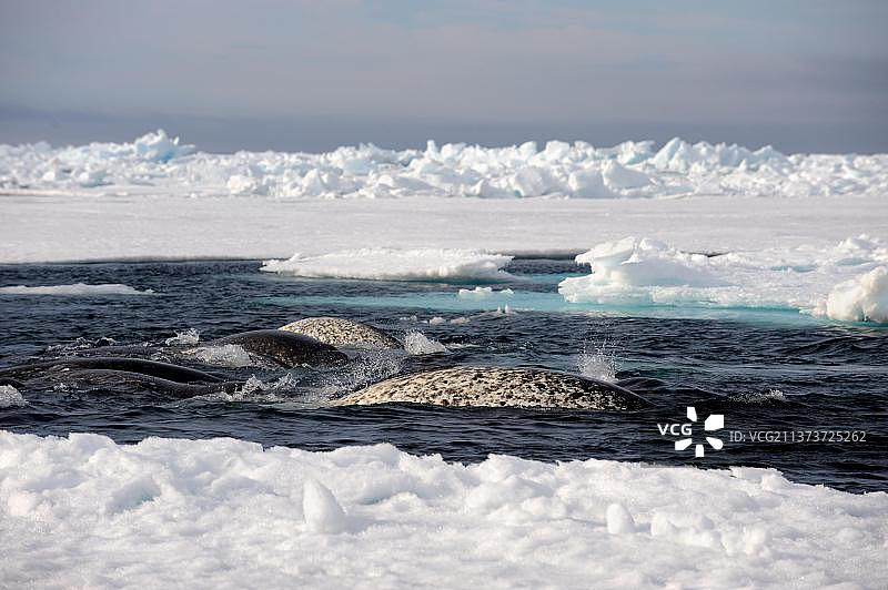独角鲸在浮冰裂缝中游泳（Monodon monoceros），加拿大努纳武特省巴芬岛，北美洲图片素材