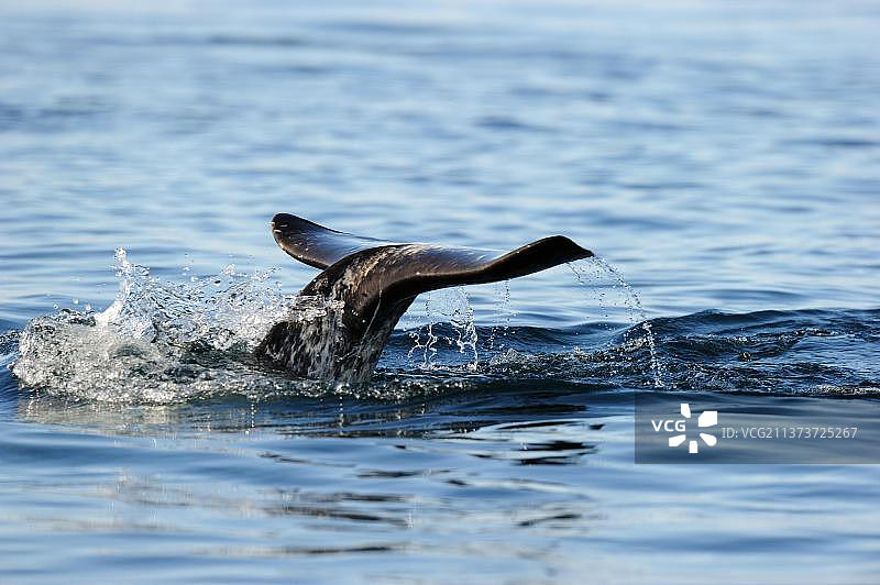 加拿大努纳武特巴芬岛的独角鲸图片素材
