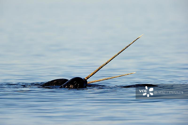 加拿大努纳武特巴芬岛的独角鲸图片素材