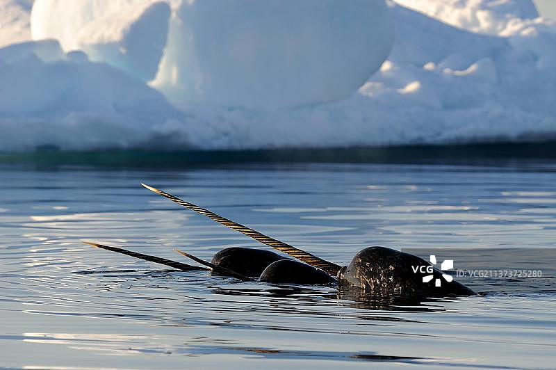 独角鲸在浮冰裂缝中游泳（Monodon monoceros），加拿大努纳武特省巴芬岛，北美洲图片素材