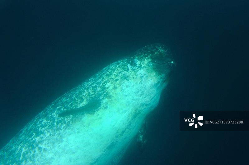 雌性独角鲸，加拿大努纳武特地区巴芬岛水下图片素材