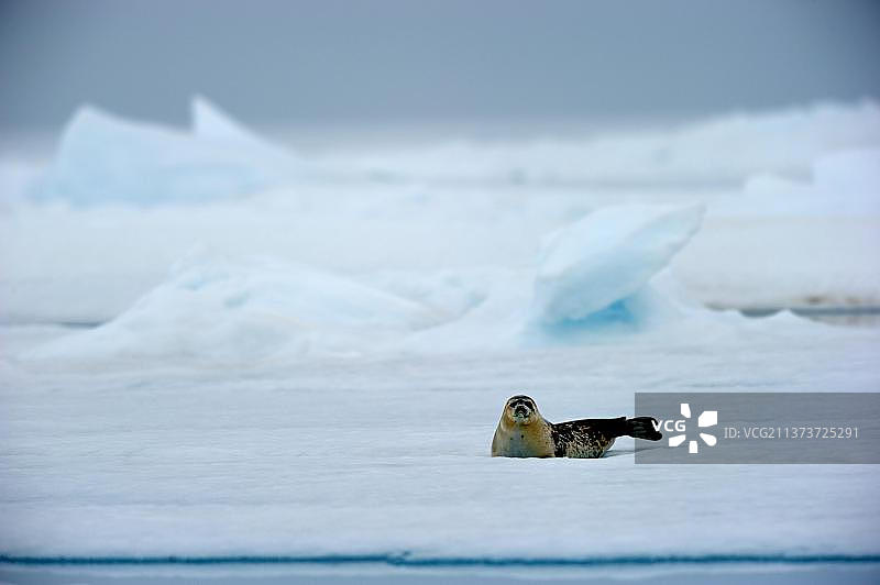 环海豹，加拿大努纳武特地区巴芬岛图片素材