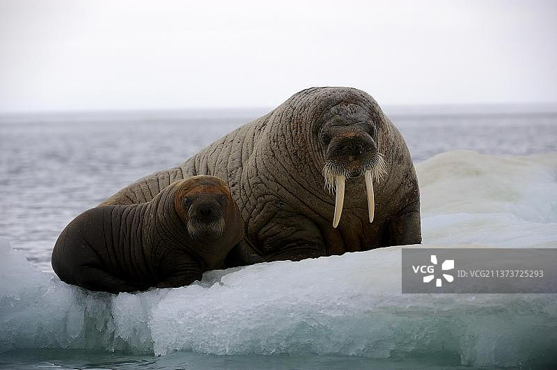 北美加拿大努纳武特福克斯湾冰上休息的雌性海象和幼崽图片素材