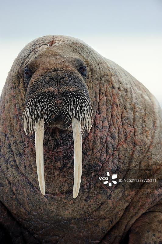 北美加拿大努纳武特福克斯湾海象图片素材