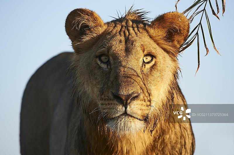 非洲狮幼崽(Panthera leo)在晨光中的肖像,2岁,位于非洲博茨瓦纳奥卡万戈三角洲杜巴平原特许区图片素材