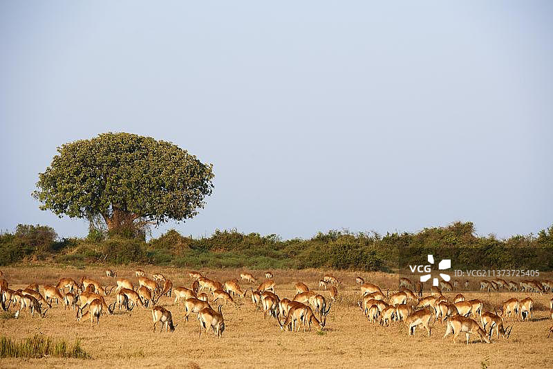 非洲博茨瓦纳奥卡万戈三角洲杜巴平原红鹿群图片素材