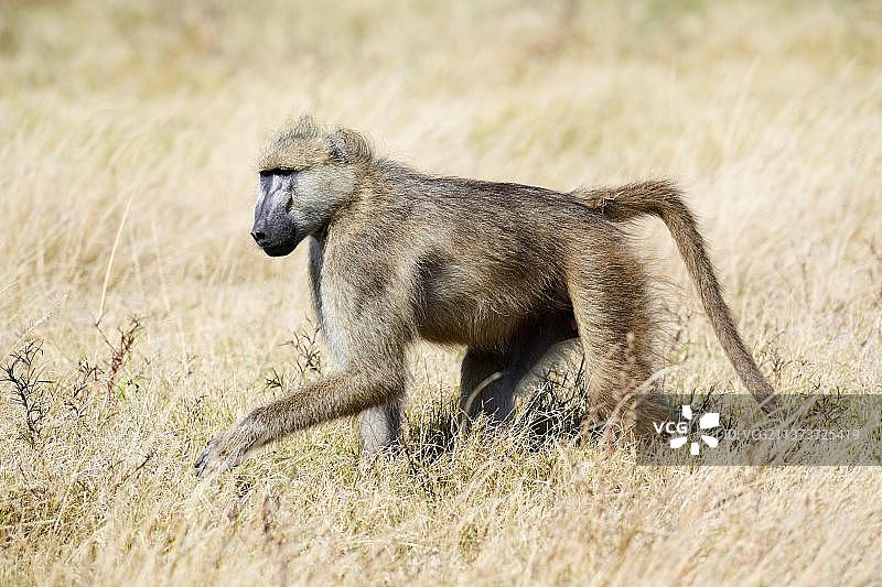 非洲博茨瓦纳奥卡万戈三角洲杜巴平原的豚尾狒狒图片素材