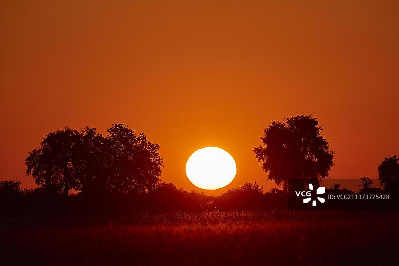 非洲博茨瓦纳奥卡万戈三角洲杜巴平原保护区树后的日落图片素材