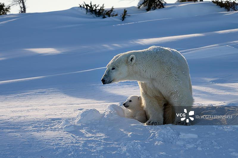 三月，瓦普斯克国家公园，加拿大马尼托巴省丘吉尔地区的北极熊母子出穴图片素材