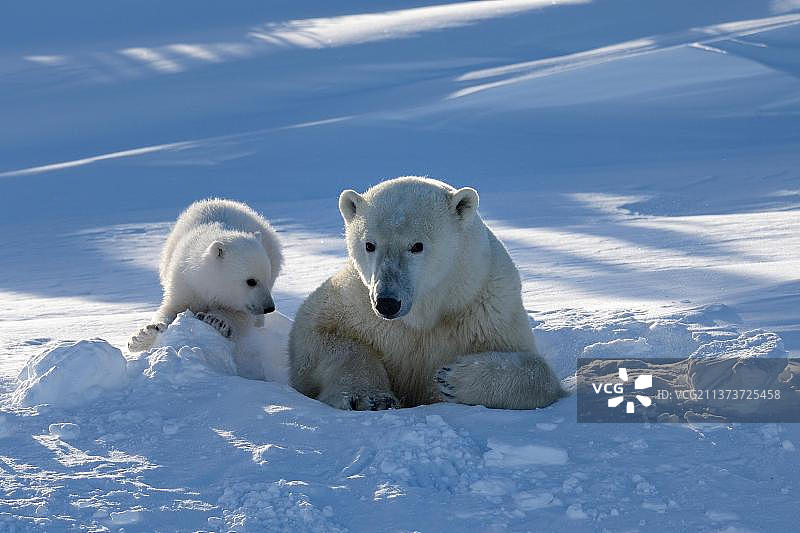 三月，瓦普斯克国家公园，加拿大马尼托巴省丘吉尔地区的北极熊母子出穴图片素材