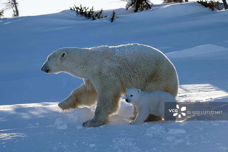 北极熊（Ursus maritimus）母熊和3个月大的幼崽，三月份刚从位于加拿大马尼托巴省瓦普斯克国家公园的巢穴中出来图片素材
