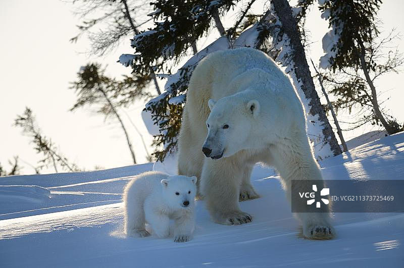 北极熊（Ursus maritimus）母熊和3个月大的幼崽，三月份刚从位于加拿大马尼托巴省瓦普斯克国家公园的巢穴中出来图片素材