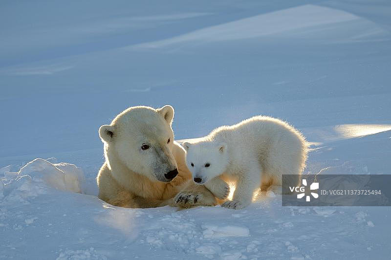 三月，瓦普斯克国家公园，加拿大马尼托巴省丘吉尔地区的北极熊母子出穴图片素材