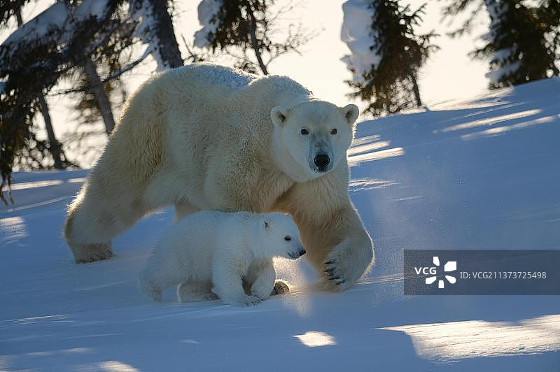 北极熊（Ursus maritimus）母熊和3个月大的幼崽，三月份刚从位于加拿大马尼托巴省瓦普斯克国家公园的巢穴中出来图片素材