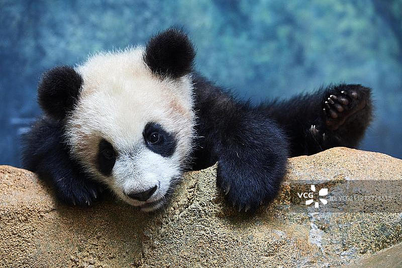 熊猫幼崽在围栏里玩耍（法国博瓦勒动物园）图片素材