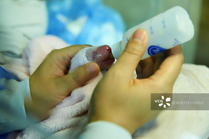 中国境内，看护人给新生熊猫（Ailuropoda melanoleuca）喂食出生4小时后的初乳，法国博瓦尔动物园图片素材